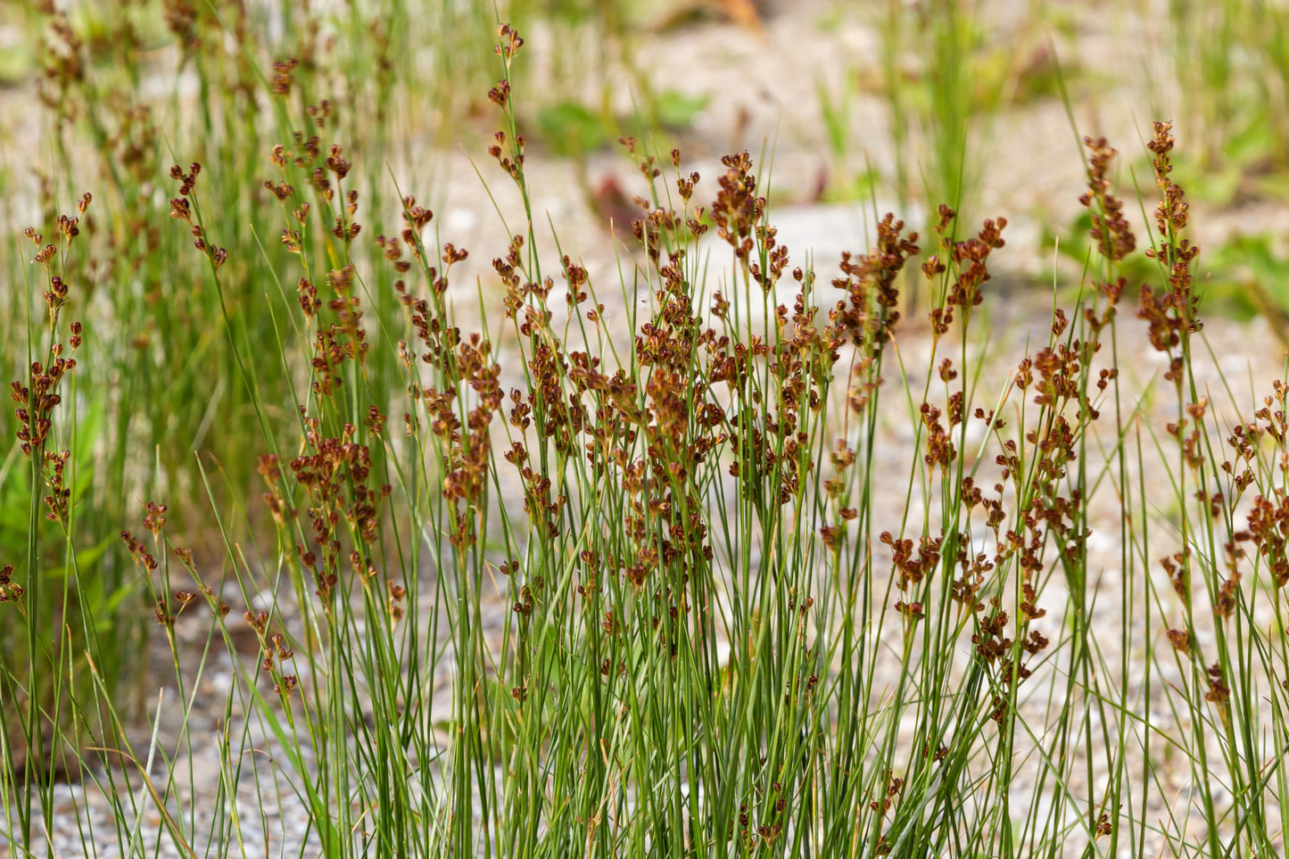 1000 SOFT RUSH (Common Rush) Juncus Effusus Ornamental Grass Seeds