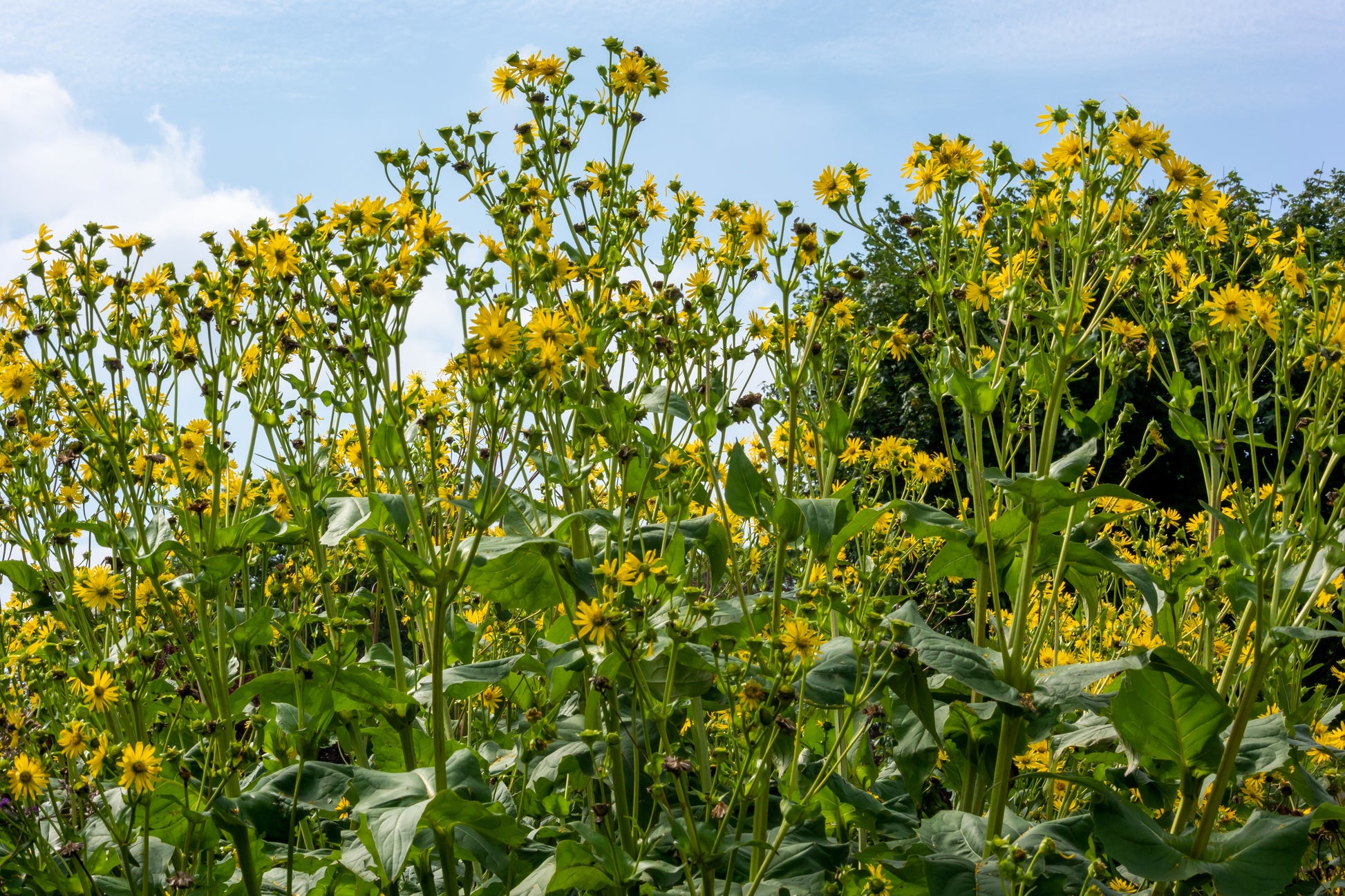 compass plant seed 10 Yellow COMPASS PLANT Silphium Laciniatum Prairie Compassplant 4" Fl – Seedville USA