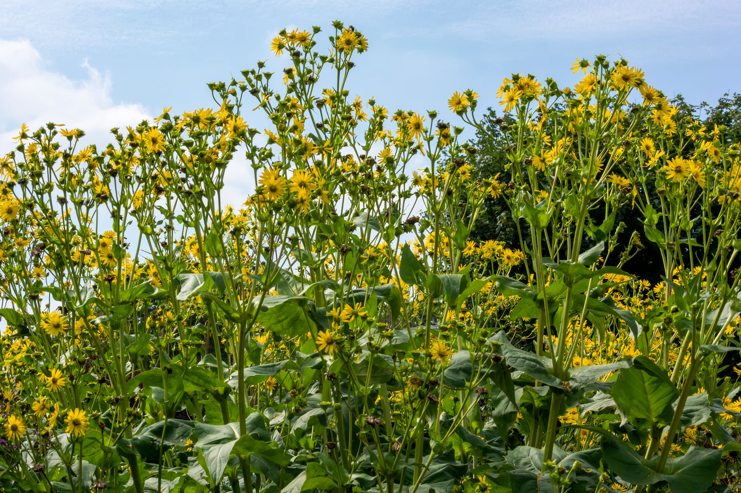 10 Yellow COMPASS PLANT Silphium Laciniatum Prairie Compassplant 4" Flower Seeds