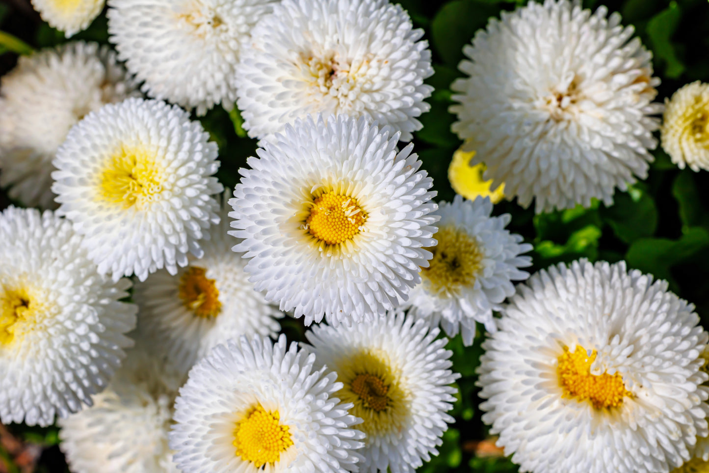 500 Dwarf WHITE ENGLISH DAISY Bellis Perennis Flower Seeds