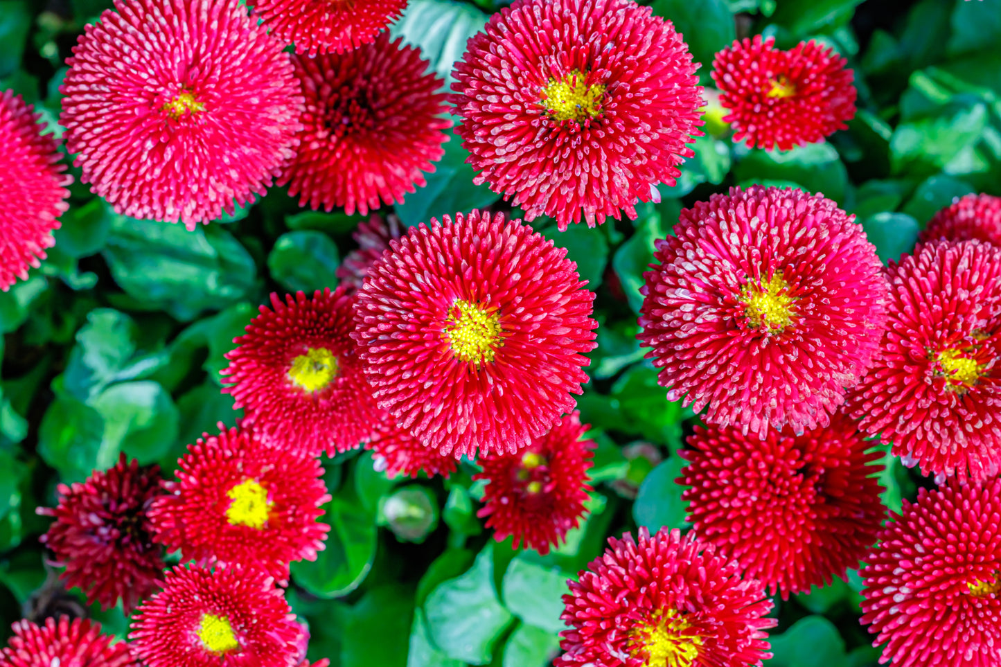 100 RED ENGLISH DAISY Bellis Perennis Double Flower Seeds