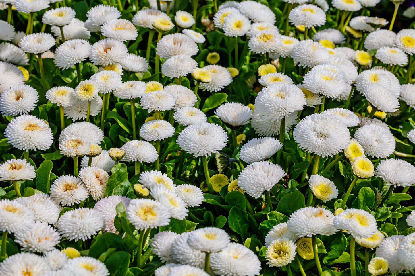 500 Dwarf WHITE ENGLISH DAISY Bellis Perennis Flower Seeds