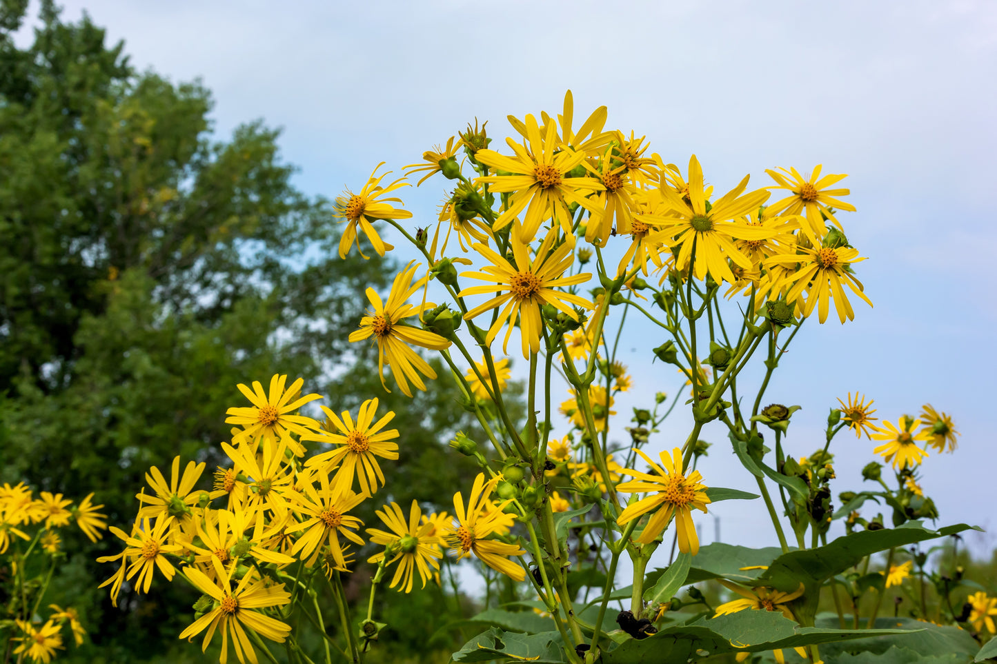 10 Yellow COMPASS PLANT Silphium Laciniatum Prairie Compassplant 4" Flower Seeds
