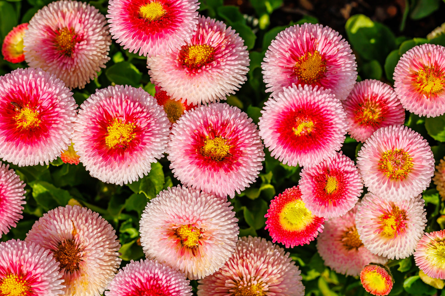 100 Strawberries & Cream ENGLISH DAISY Bellis Perennis Pink Bicolor Flower Seeds
