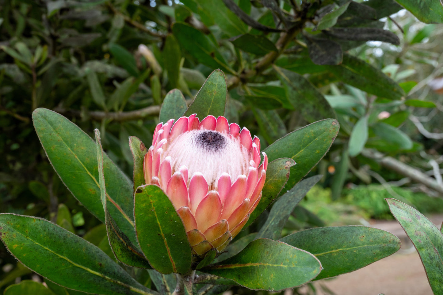 5 QUEEN PROTEA Magnifica Sugarbush Rare 8" Flower Seeds