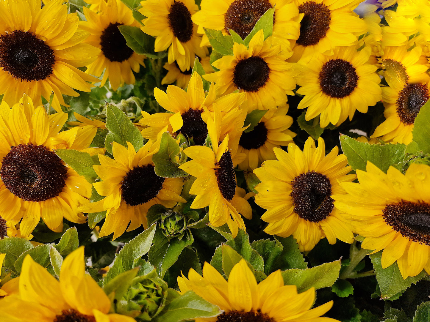 25 Dwarf SUNSPOT SUNFLOWER Helianthus Annuus Flower Seeds