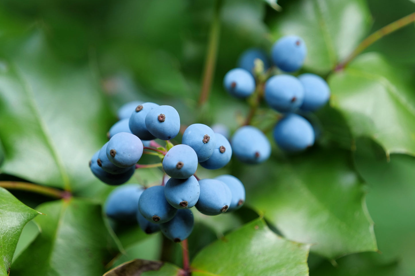 20 OREGON GRAPE Holly Fruit Vine Hollyleaved Barberry Mahonia Aquifolium Seeds