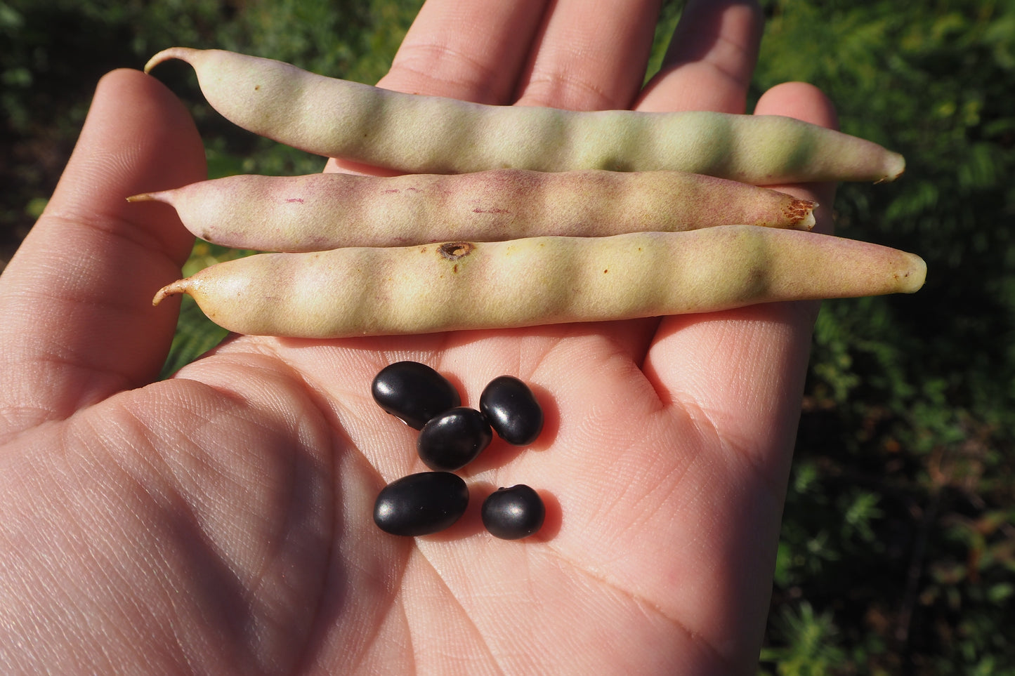 black bean seeds for planting 50 BLACK BEAN (Black Turtle Bush Bean) Phaseolus Vulgaris Vegetable Se – Seedville USA