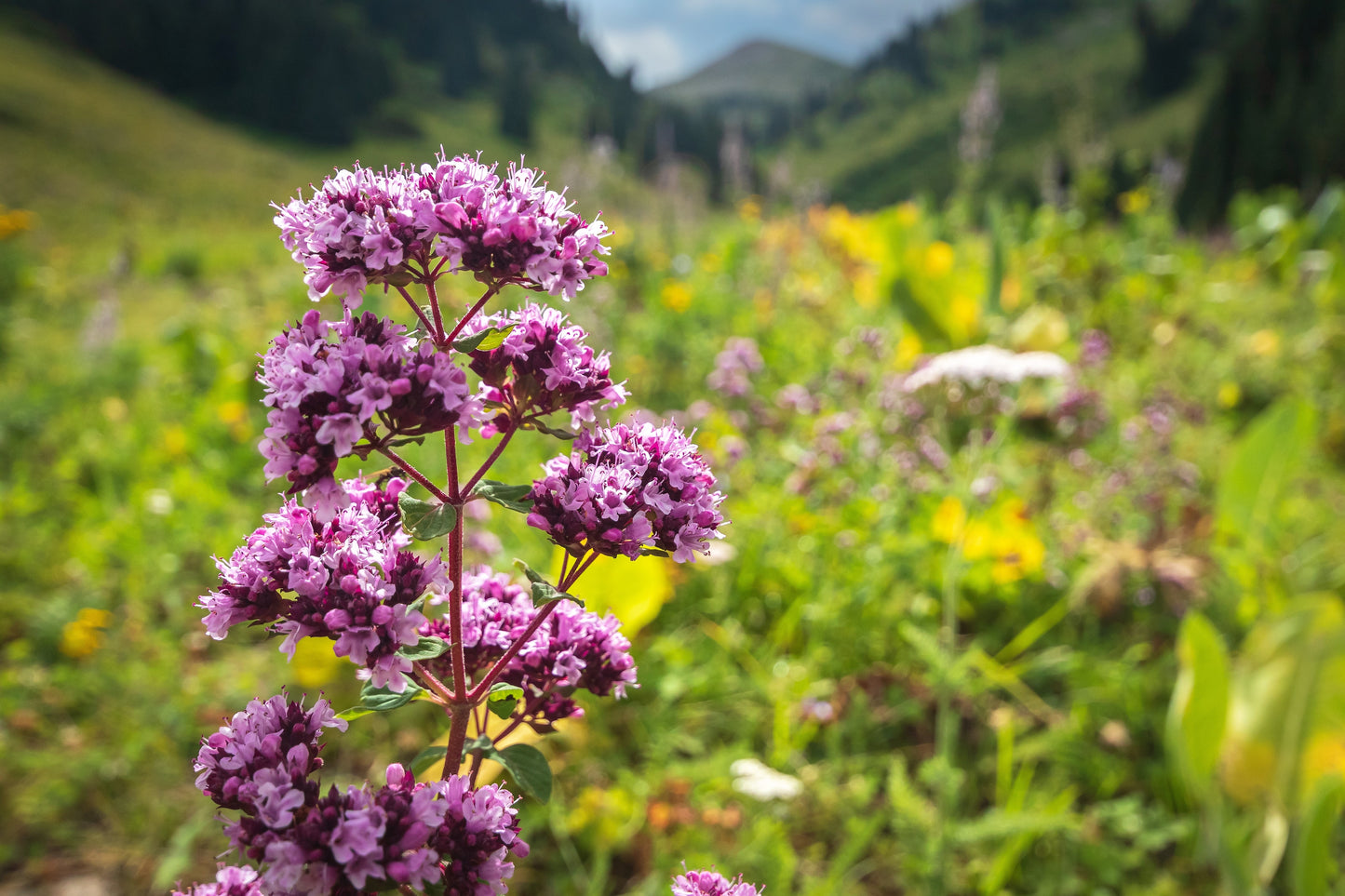 500 OREGANO Origanum Vulgare Herb Purple Butterfly Flower Seeds