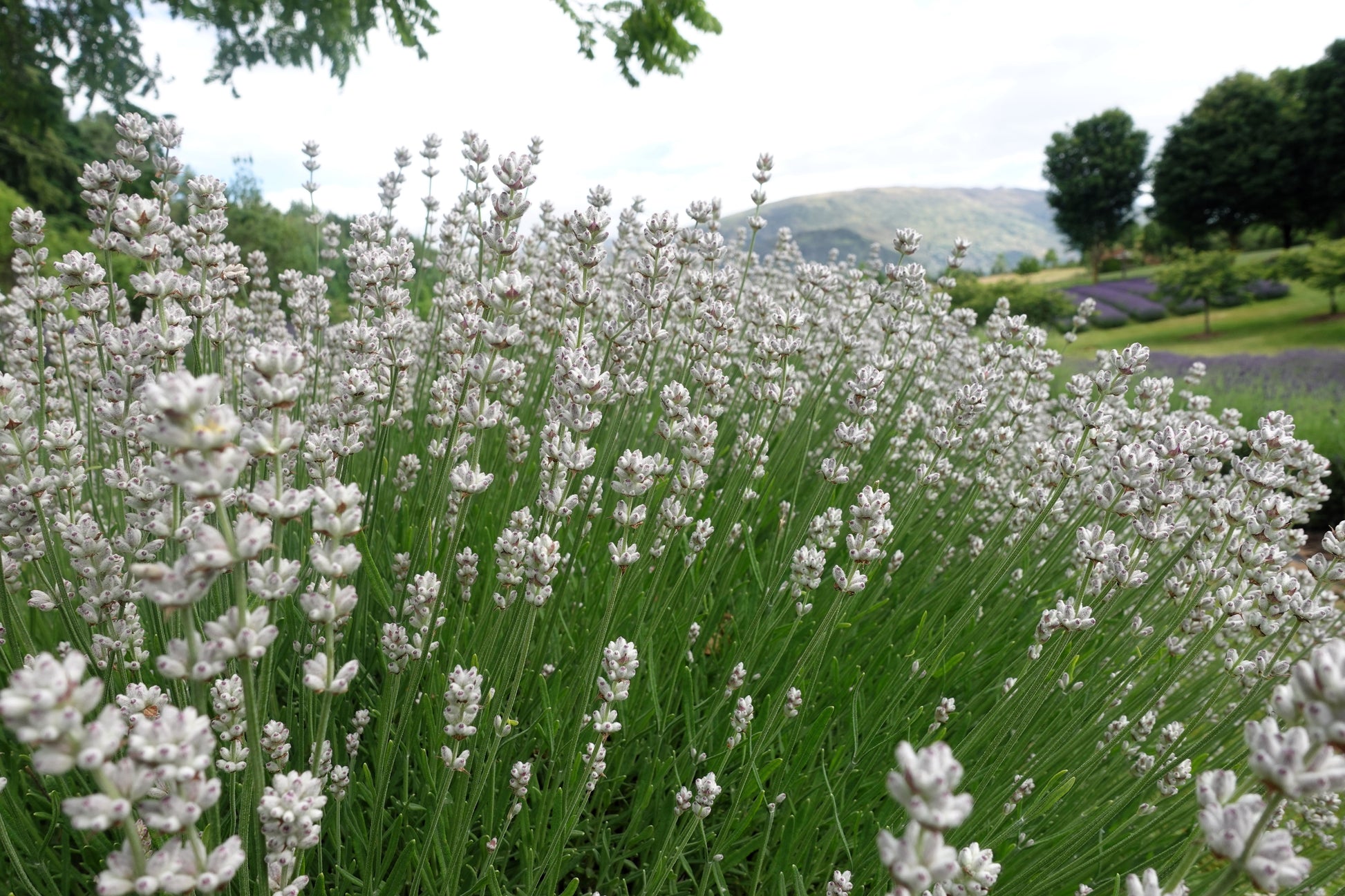 flower white lavender 20 WHITE LAVENDER English Lavandula Angustifolia Herb Flower Seeds – Seedville USA