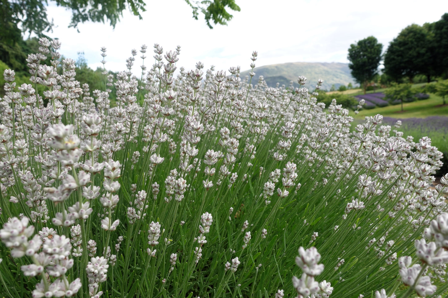 20 WHITE LAVENDER English Lavandula Angustifolia Herb Flower Seeds