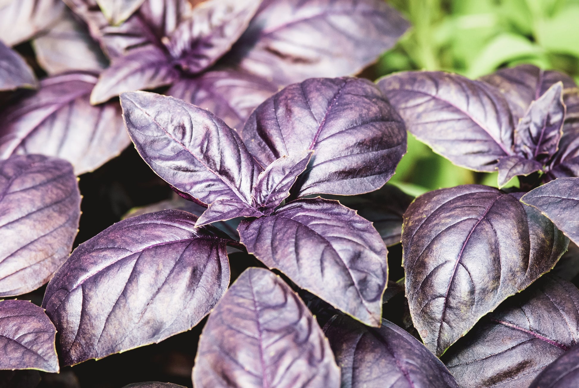 500 DARK OPAL BASIL (Purple Ruffles) Ocimum Basilicum Herb Flower Seed –  Seedville USA