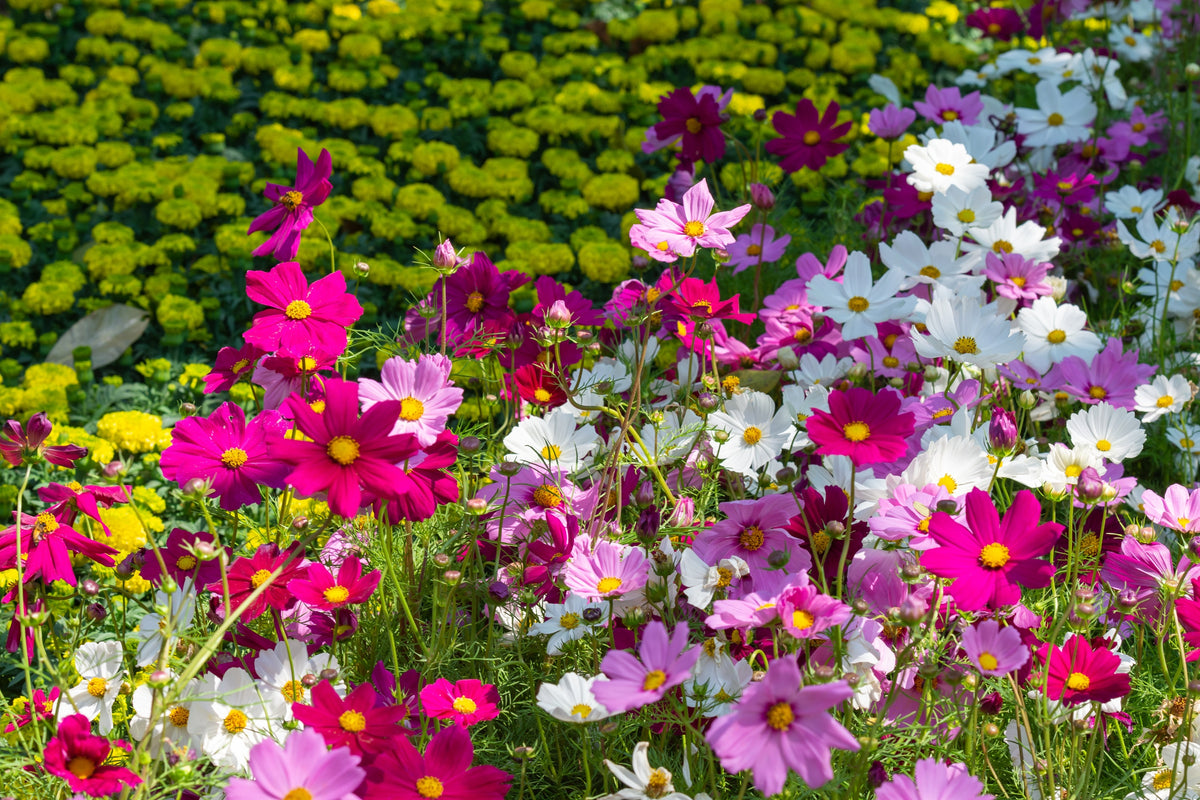 350 COSMOS SENSATION MIX Mixed Colors Cosmos Bipinnatus Flower Seeds