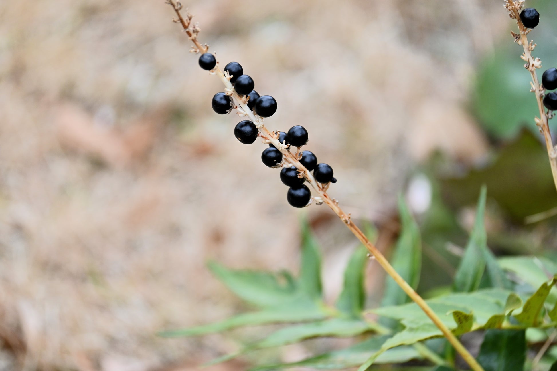 monkey plant seeds 5 LILYTURF Liriope Muscari aka Big Blue Lily Turf / Monkey Grass Flowe – Seedville USA