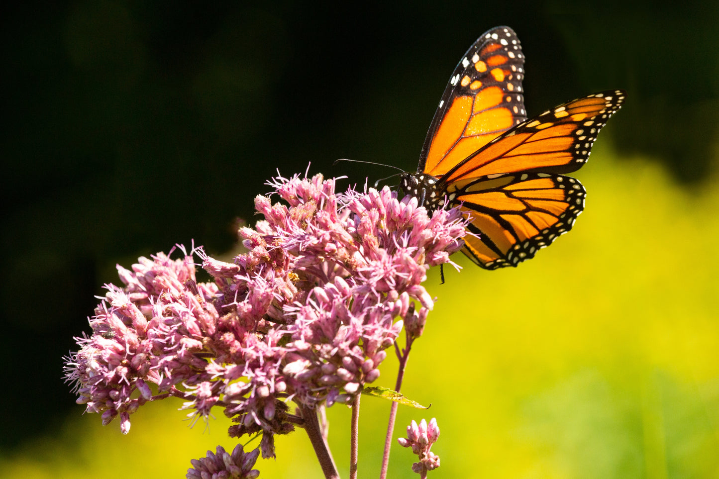 50 Pink JOE PYE WEED Eupatorium Maculatum Flower Seeds