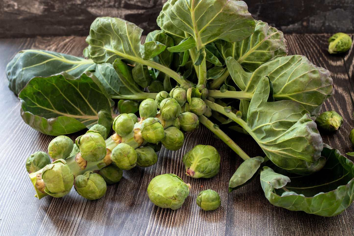 500 HEIRLOOM BRUSSEL SPROUT Brassica Oleracea Green Long Island Vegetable Seeds