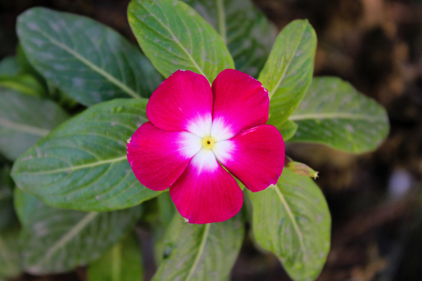 100 Pink DWARF ROSE PERIWINKLE / Vinca Rosea Flower Seeds