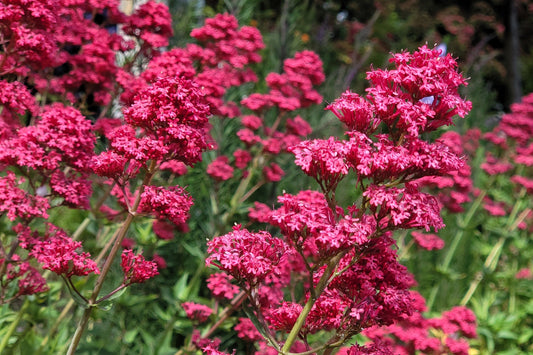 50 RED JUPITER'S BEARD Valerian Keys of Heaven Centranthus Ruber Flower Seeds