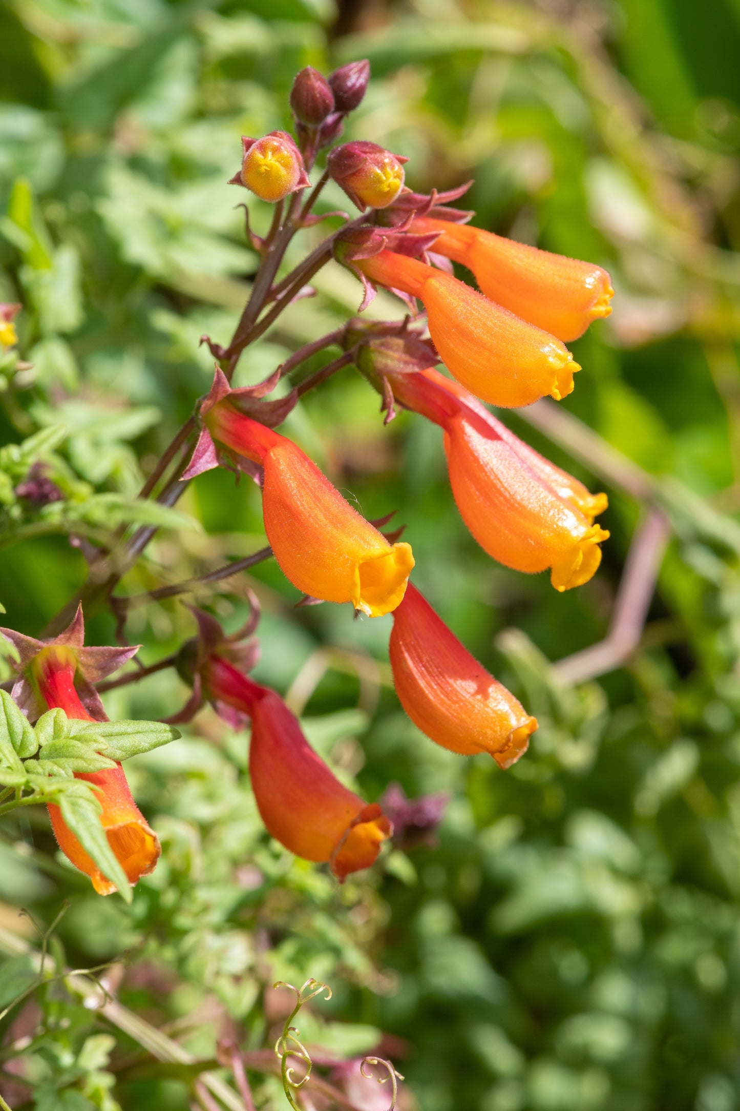 vine flower seeds 40 CHILEAN GLORY VINE Eccremocarpus Scaber Flower Seeds