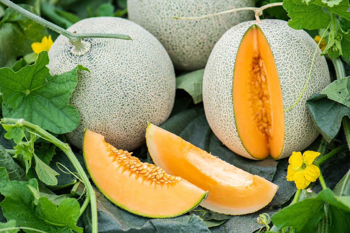 200 IROQUOIS CANTALOUPE Melon Fruit Cucumis Melo Seeds