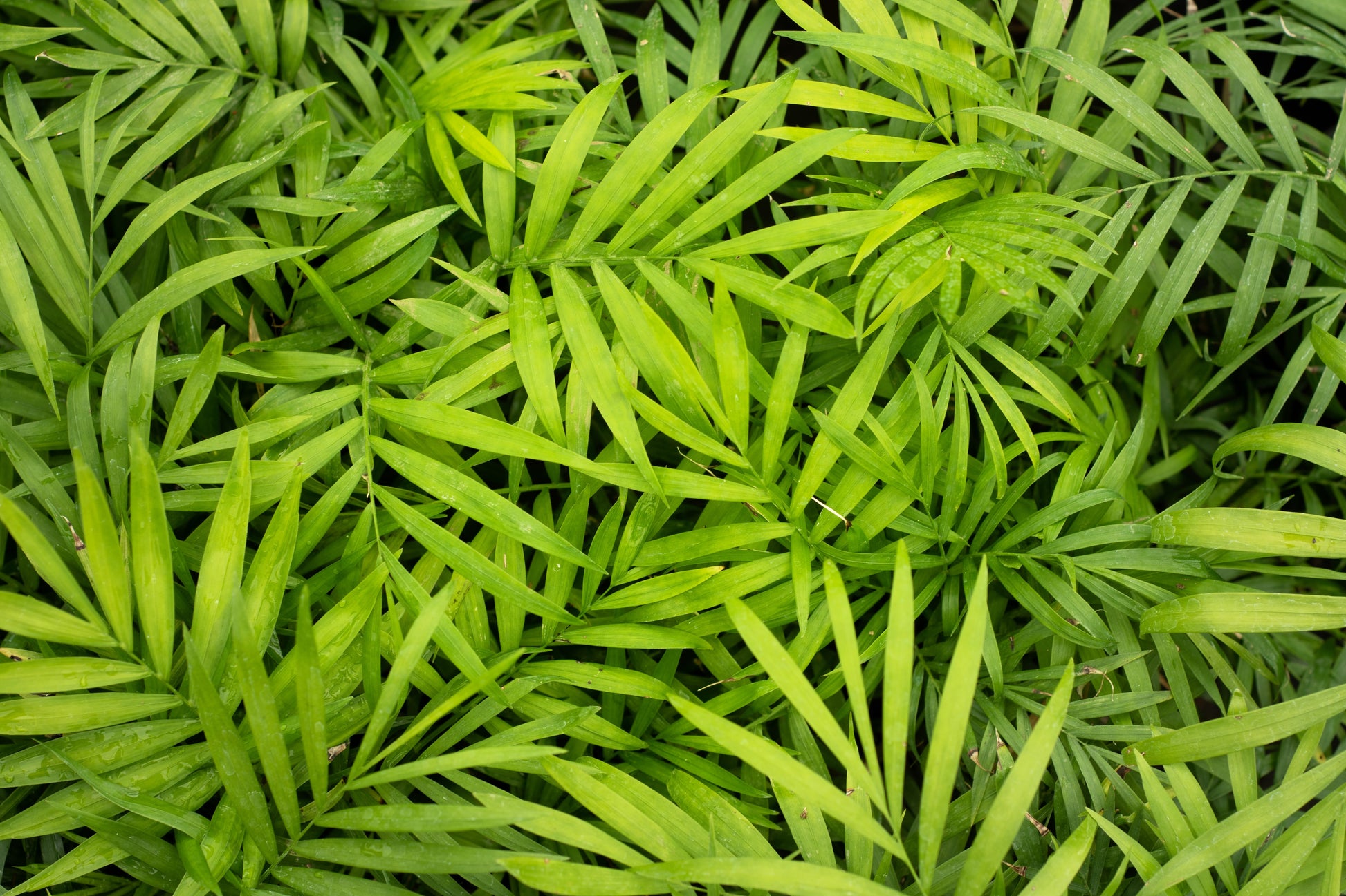 parlor palm seeds on plant 15 PARLOR PALM Neanthe Bella Palm Chamaedorea Elegans Tree Houseplant – Seedville USA