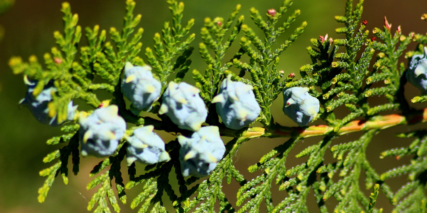 25 THUJA TREE Cedar Thuja Occidentalis Conifer Seeds