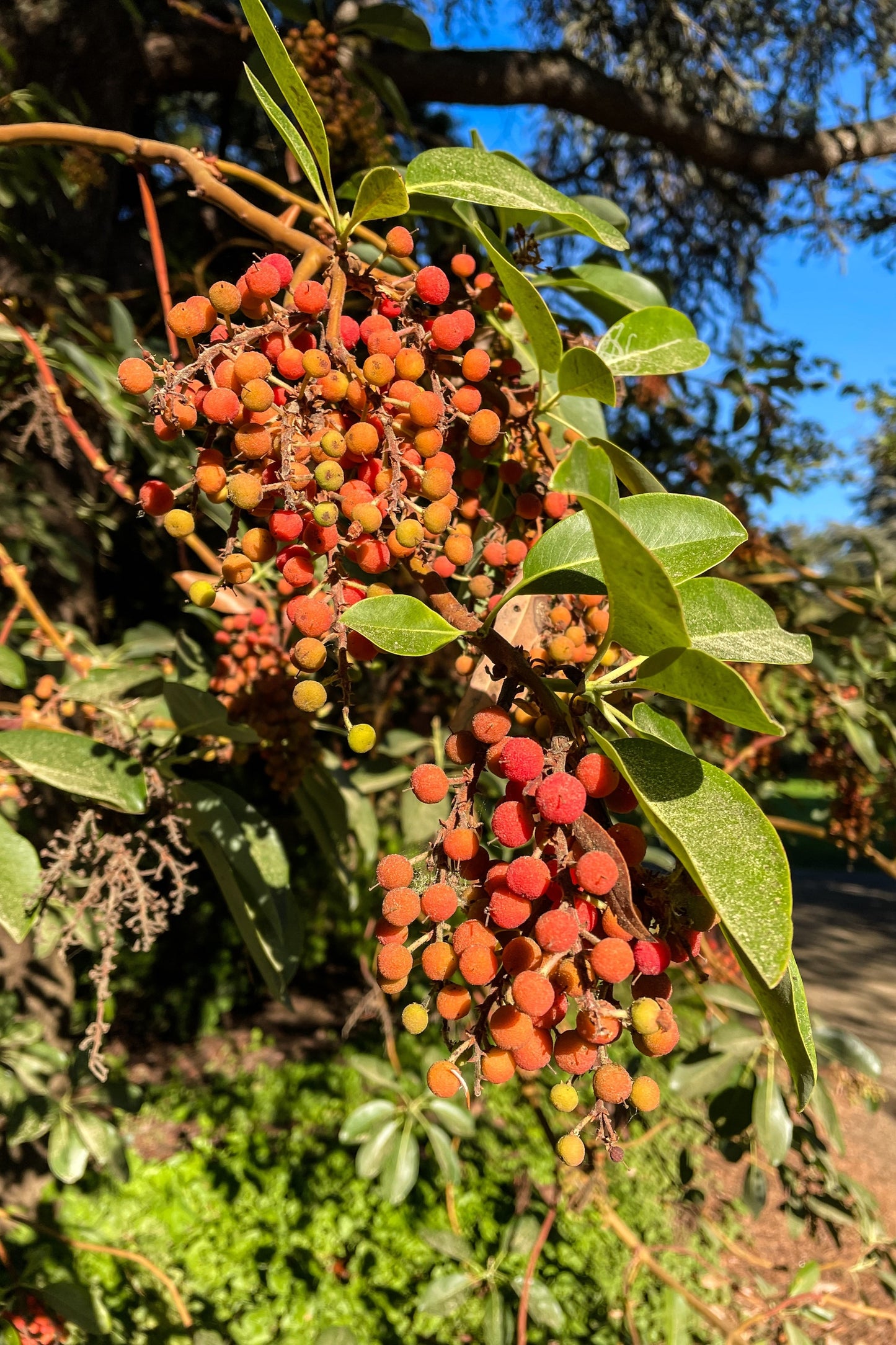 10 PACIFIC MADRONE TREE Bearberry Red Arbutus Menziesii Oregon Laurel Seeds