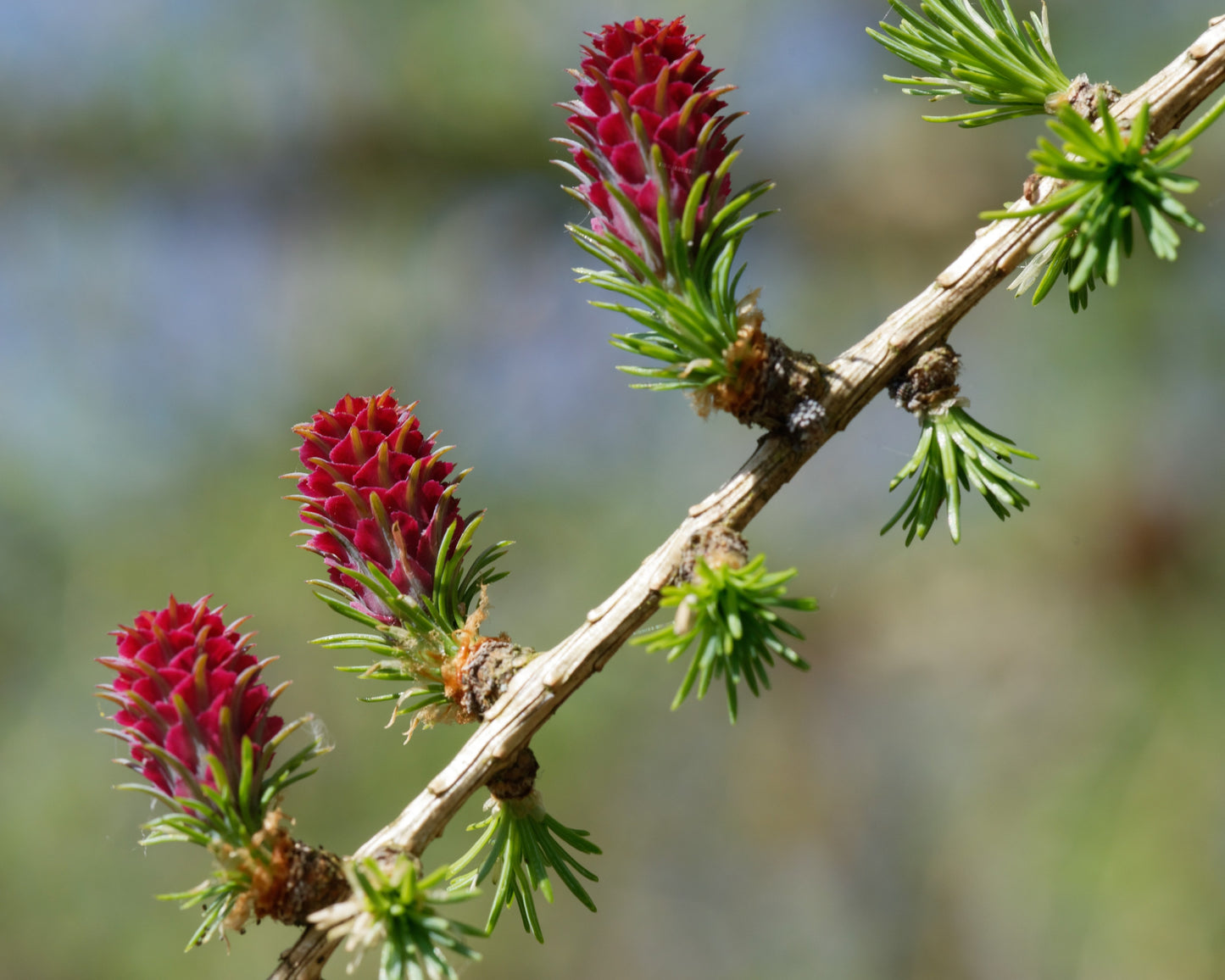 25 EUROPEAN LARCH TREE Pine Pinetree Evergreen Larix Decidua Seeds