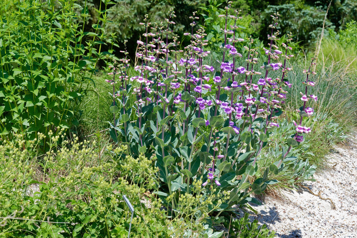 Native Penstemon 250 LARGE FLOWERED BEARDTONGUE Penstemon Grandiflorus Native Pink Purp ...