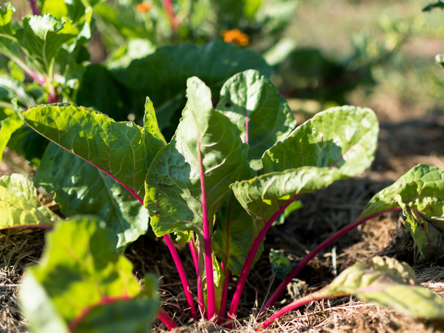 40 PINK LIPSTICK SWISS CHARD Vegetable Seeds Perpetual Spinach Beta Vulgaris Seeds