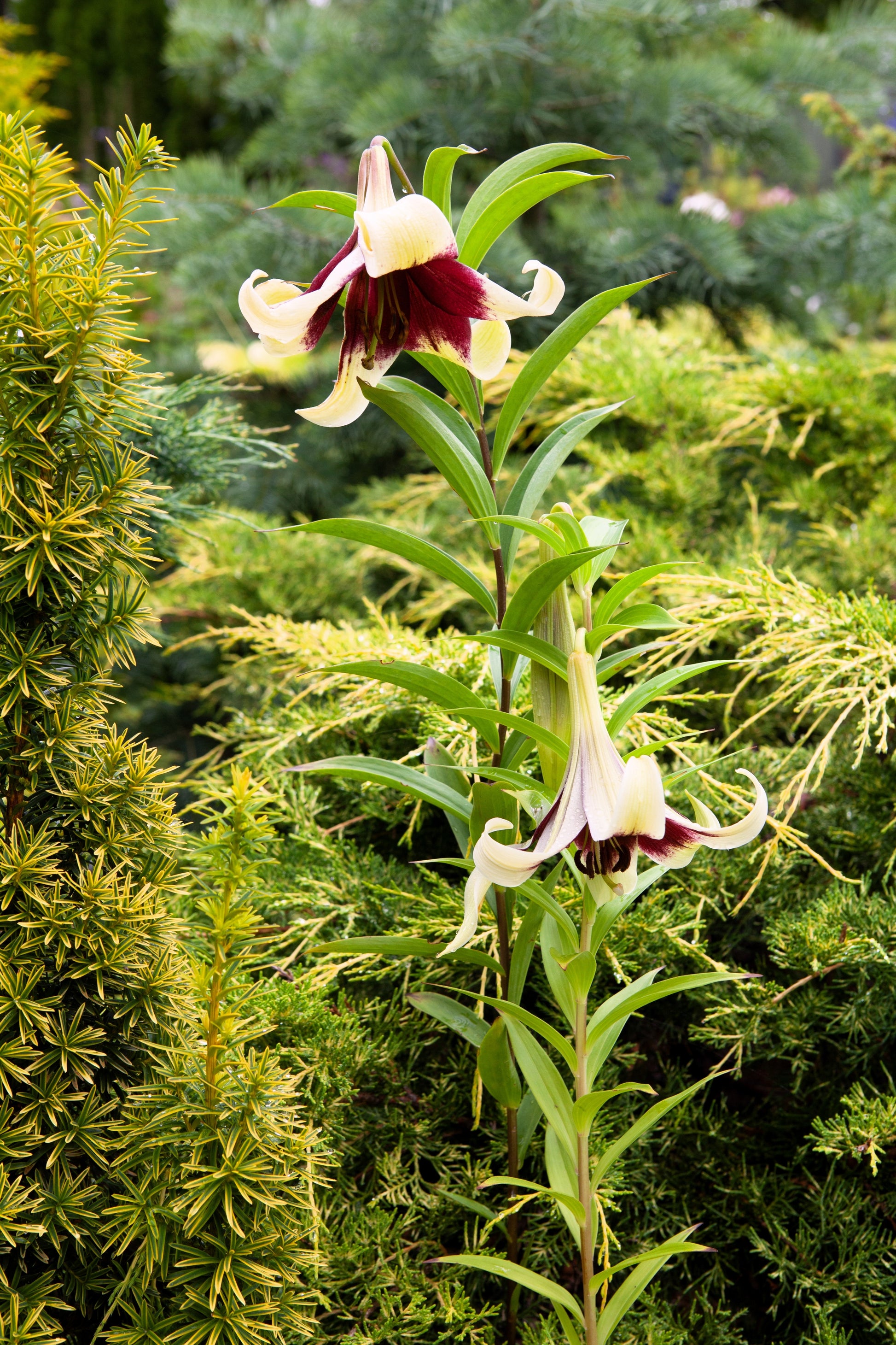 lilium flower seeds 5 NEPAL LILY Green & Maroon Lilium Nepalense Fragrant Flower Seeds