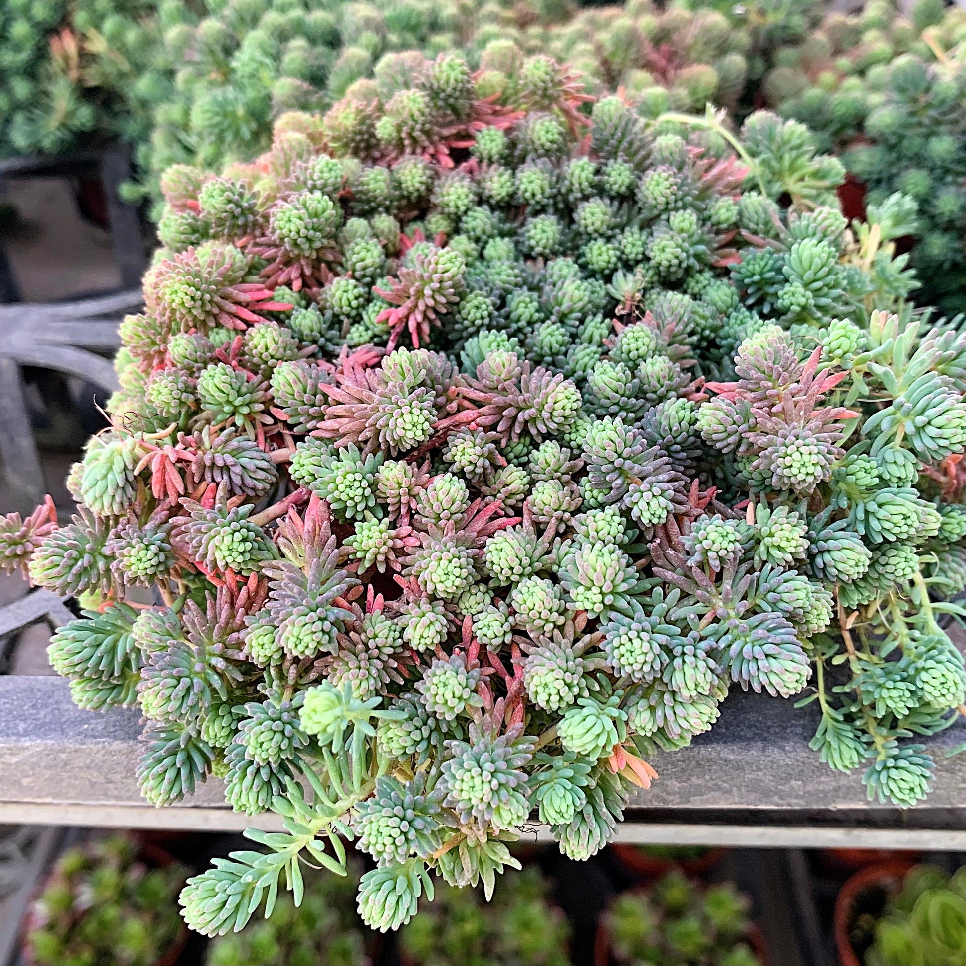 spanish succulent plants 25 Spanish STONECROP / SEDUM HISPANICUM Groundcover Flower Seeds – Seedville USA