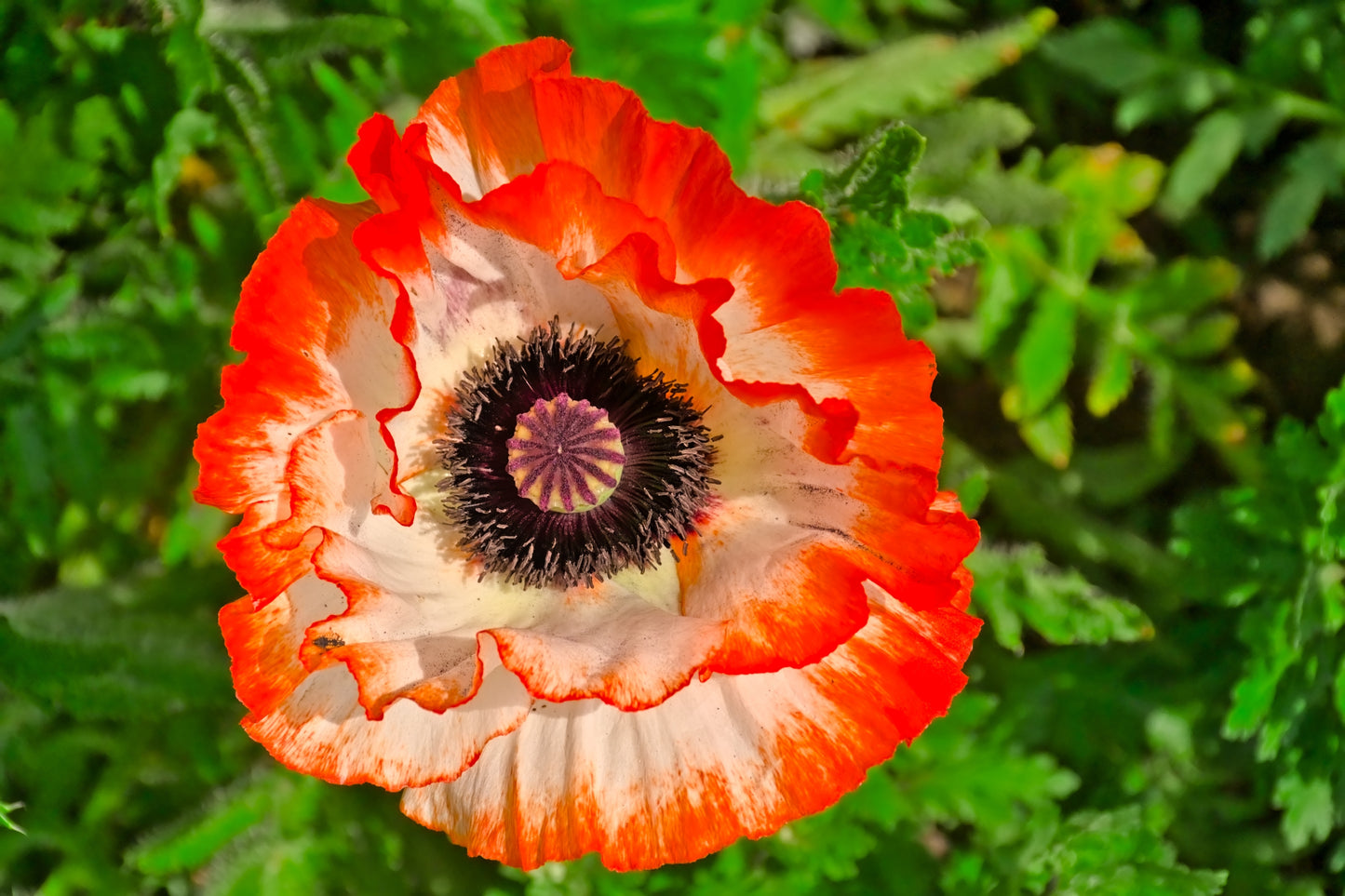 1000 MIXED Colors ORIENTAL POPPY Papaver Orientale Flower Seeds