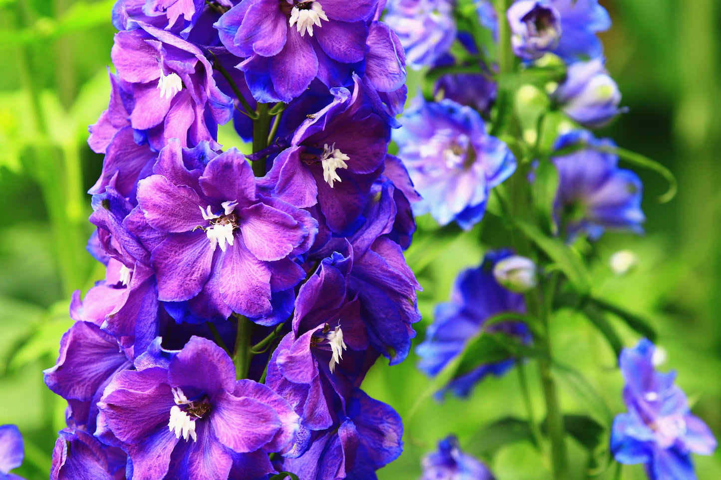 100 BLUE SPIRE LARKSPUR Delphinium Consolida Ambigua Ajacis Flower Seeds