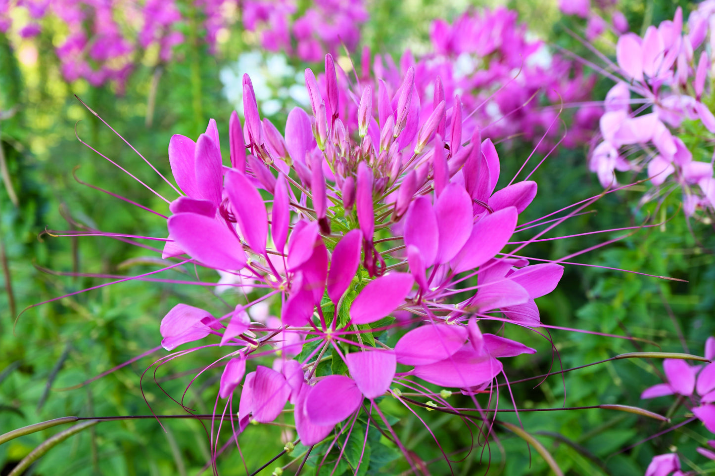 200 MAUVE QUEEN CLEOME Spinosa Hassleriana Purple Pink Spider Flower Seeds