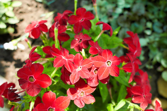 100 Red CRIMSON KING NICOTIANA (Ornamental Flowering Tobacco) Nicotiana Affinis Flower Seeds