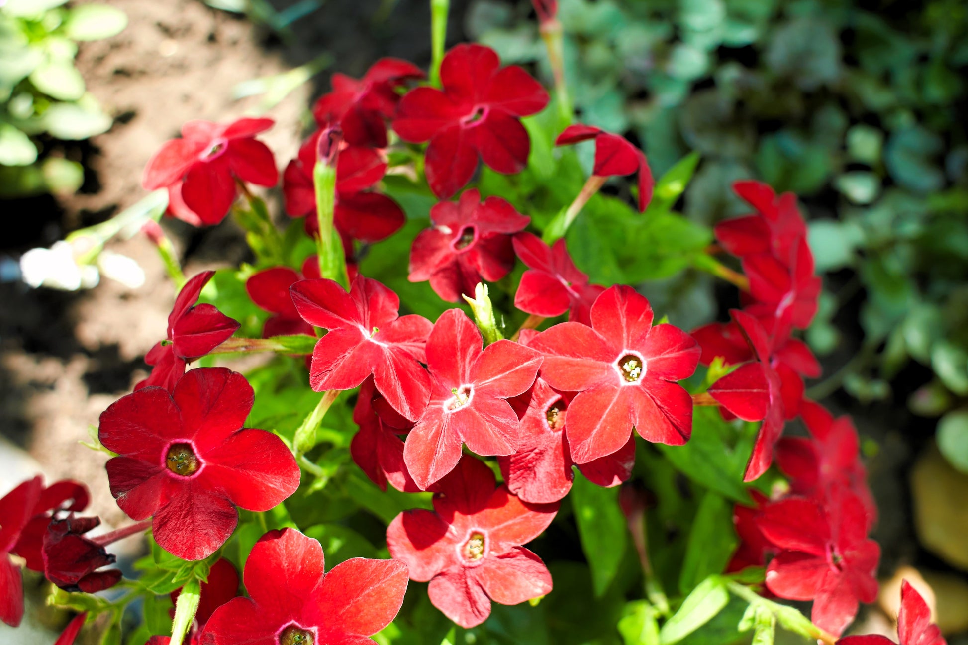 100 Heirloom MIXED COLORS NICOTIANA (Ornamental Flowering Tobacco)  Nicotiana Alata Flower Seeds