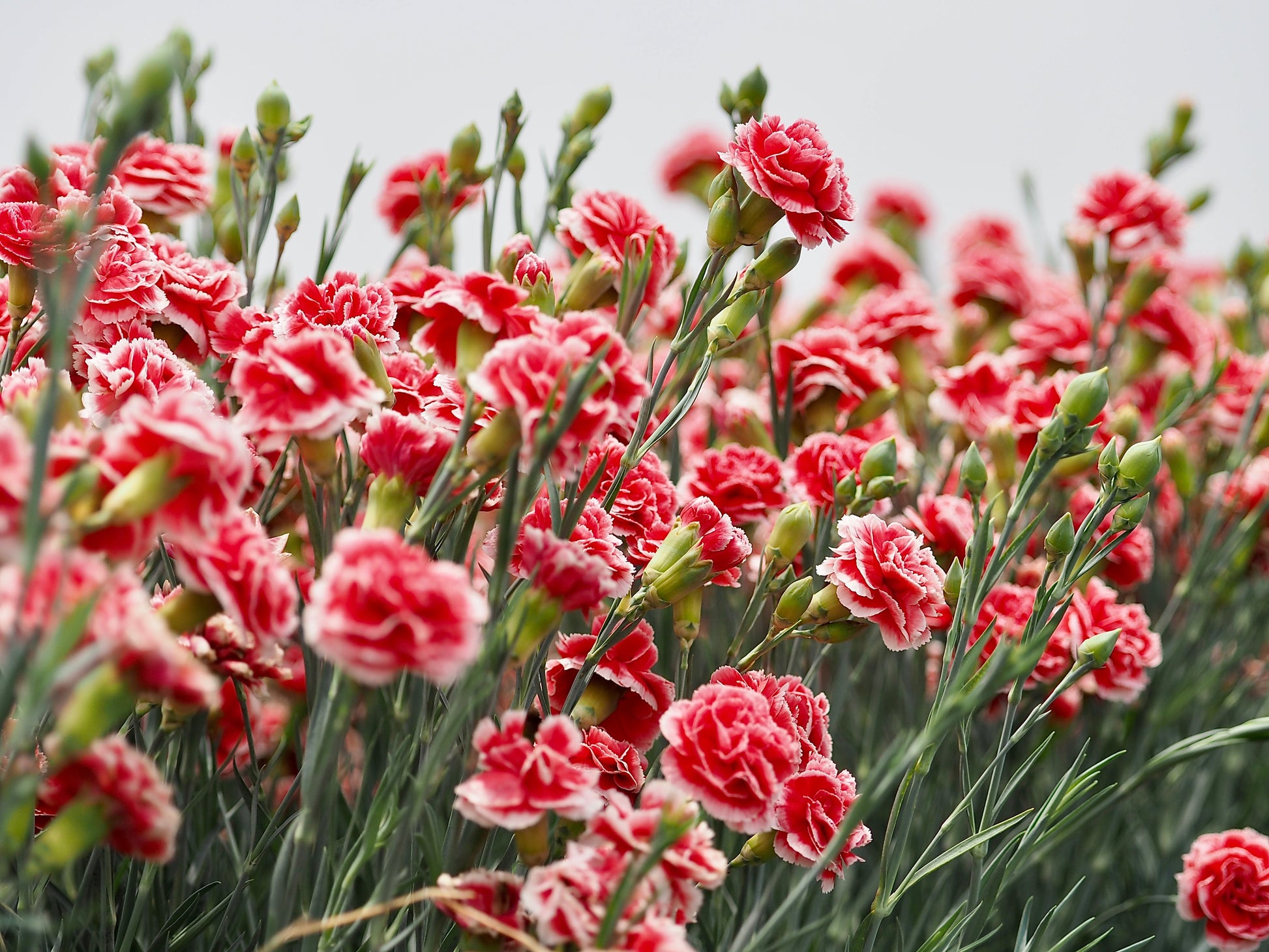 dianthus flower seeds 100 Mixed CARNATION / DOUBLE DIANTHUS Chinensis Flower Seeds
