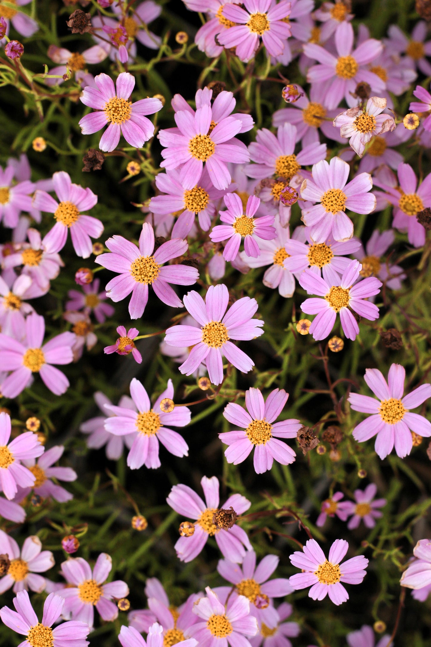 30 Pink AMERICAN DREAM COREOPSIS Rosea Dwarf Tickseed Flower Seeds ...