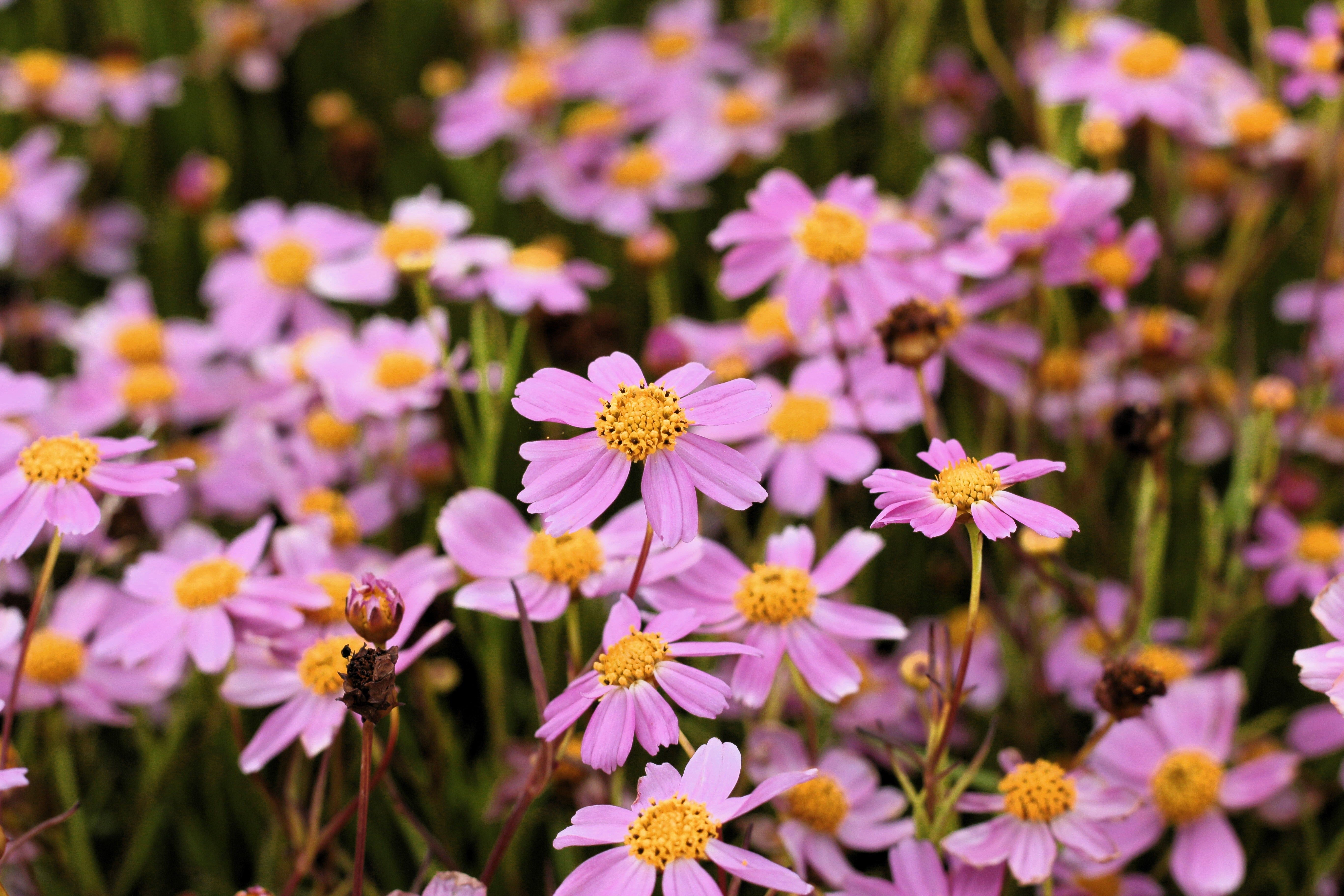 30 Pink AMERICAN DREAM COREOPSIS Rosea Dwarf Tickseed Flower Seeds ...