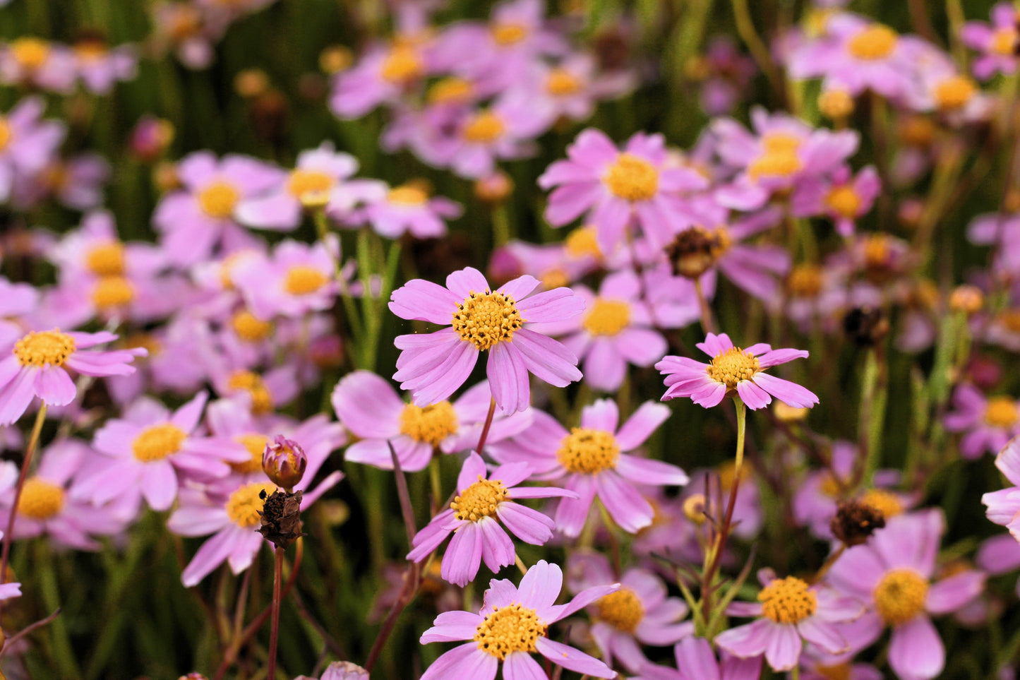 30 Pink AMERICAN DREAM COREOPSIS Rosea Dwarf Tickseed Flower Seeds