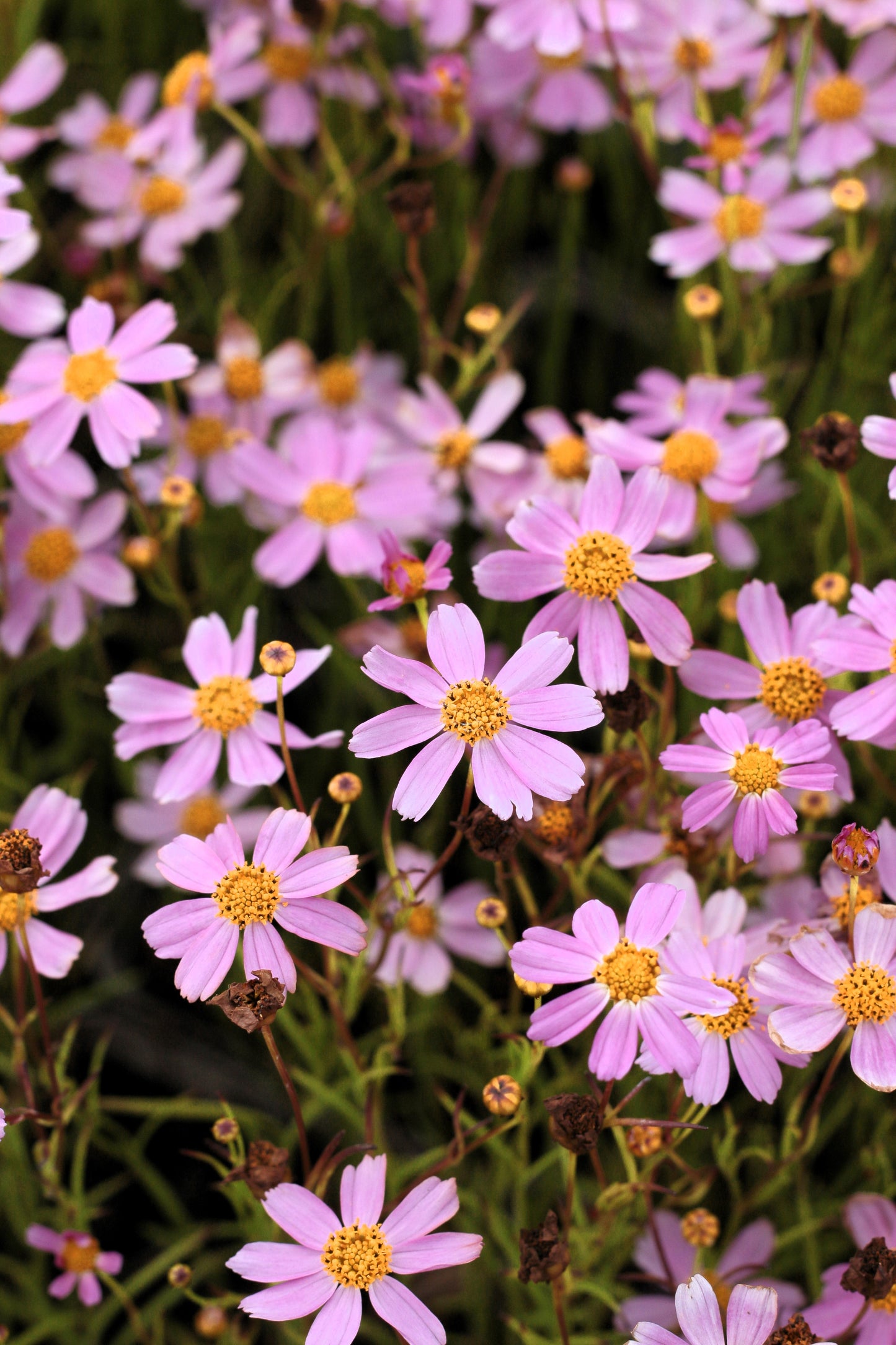 30 Pink AMERICAN DREAM COREOPSIS Rosea Dwarf Tickseed Flower Seeds ...