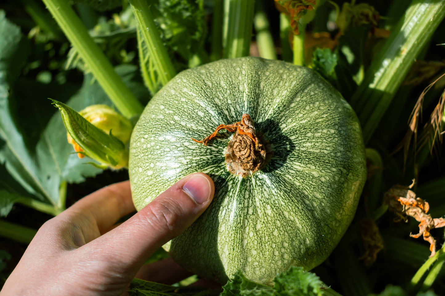 50 ROUND ZUCCHINI Summer SQUASH Cucurbita Pepo Vegetable Seeds