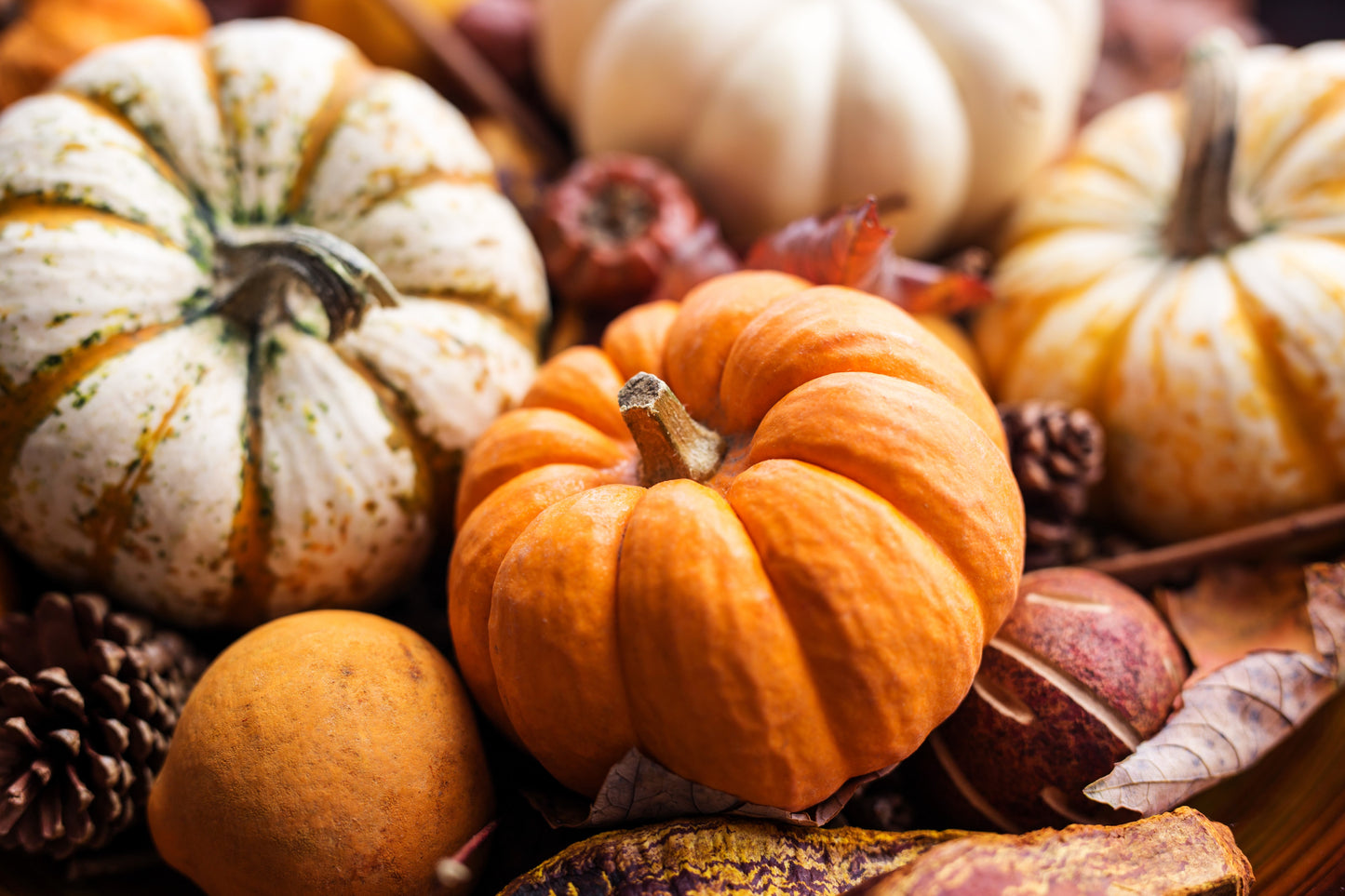 20 MINI MIX PUMPKIN Miniature Cucurbita Pepo White Green Orange Striped Vegetable Seeds