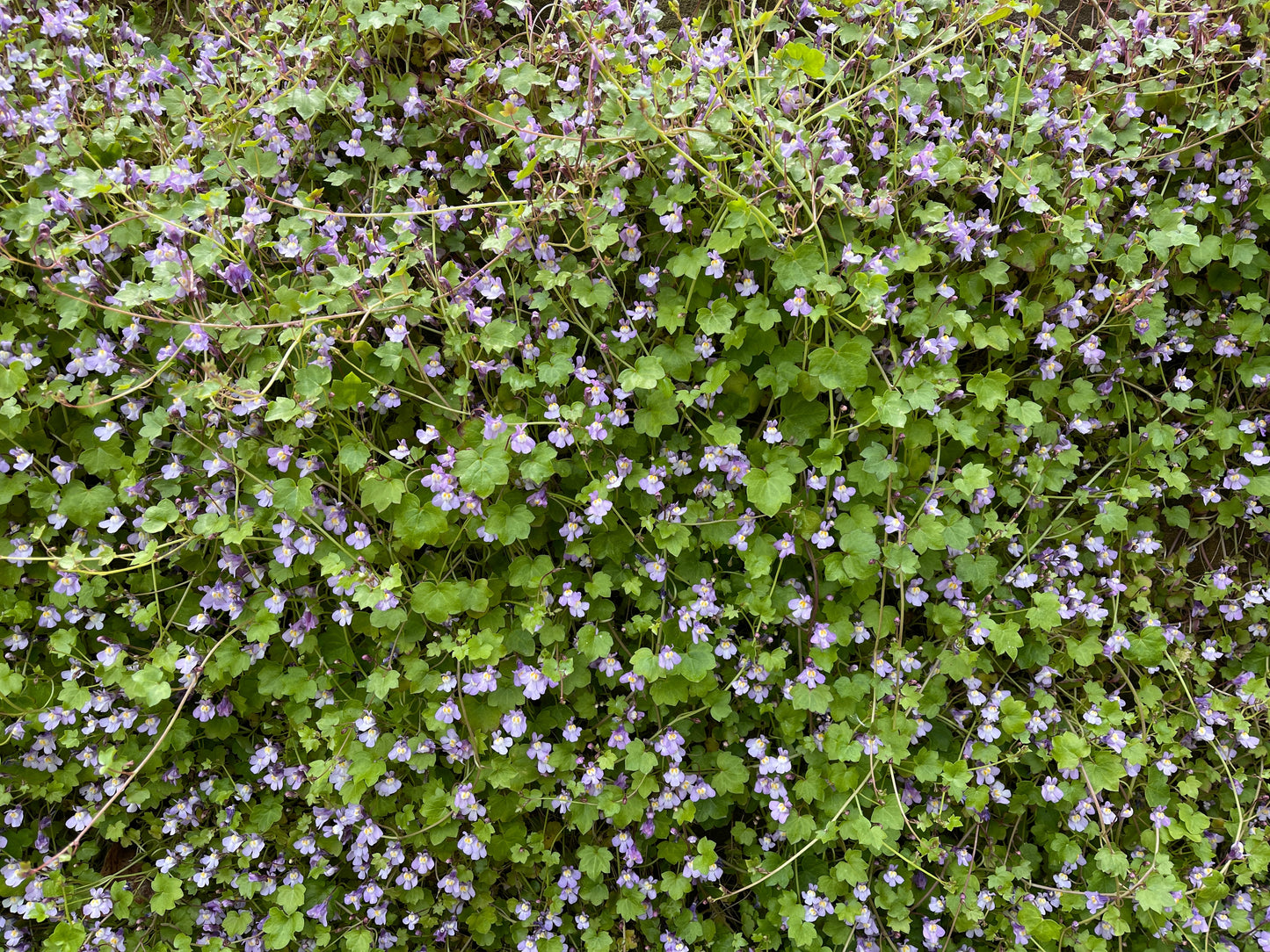 100 KENILWORTH IVY (Ivy-Leaved Toadflax) Cymbalaria Muralis Vine Flower Seeds