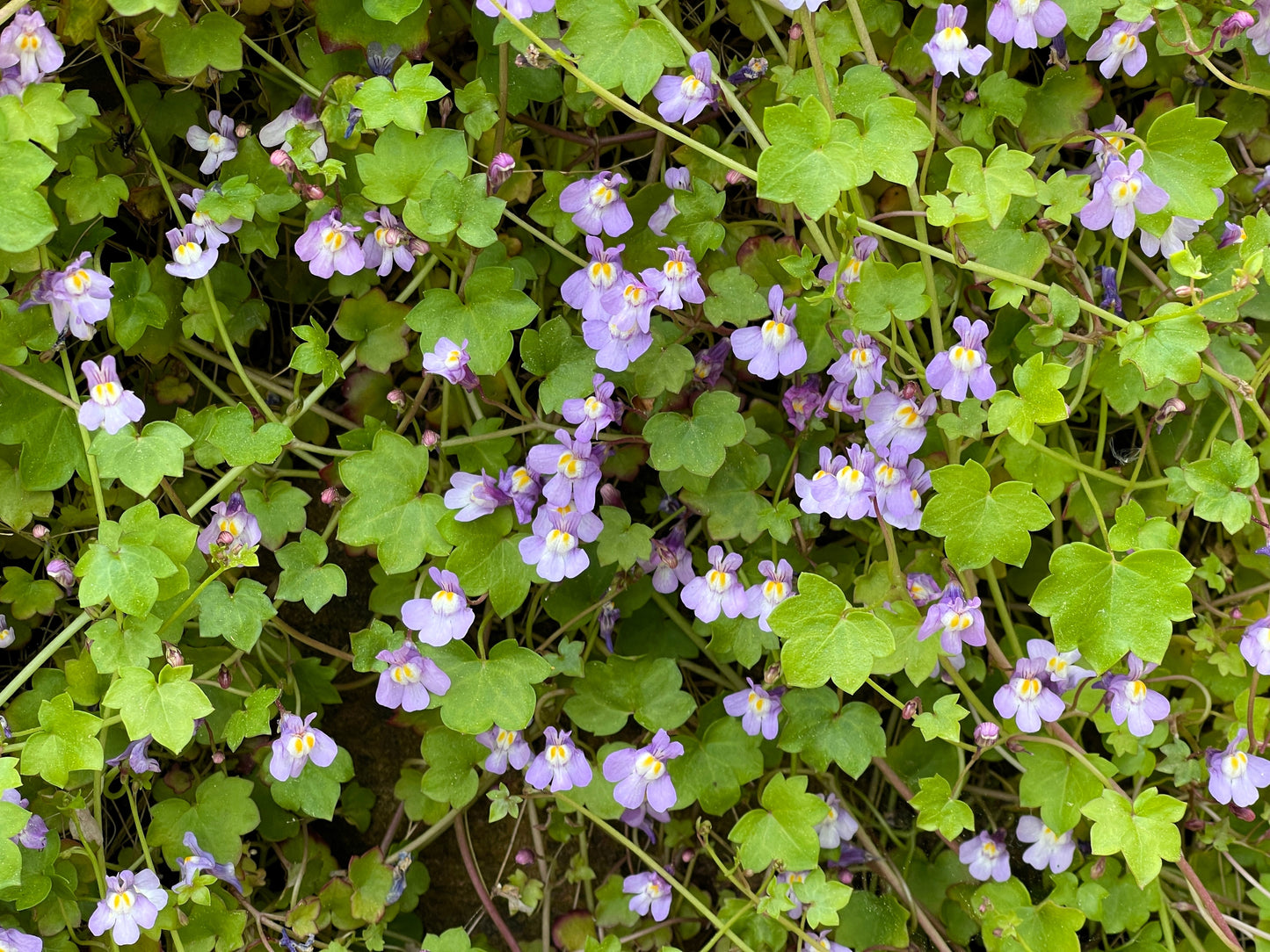 100 KENILWORTH IVY (Ivy-Leaved Toadflax) Cymbalaria Muralis Vine Flower Seeds