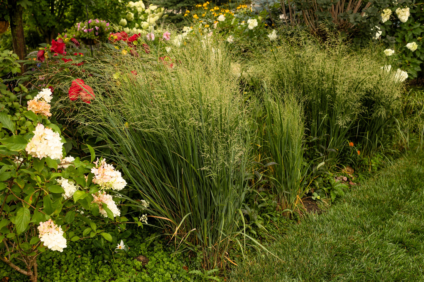 1000 SWITCHGRASS Tall Panic Switch Grass Panicum Virgatum Red Flower Seeds