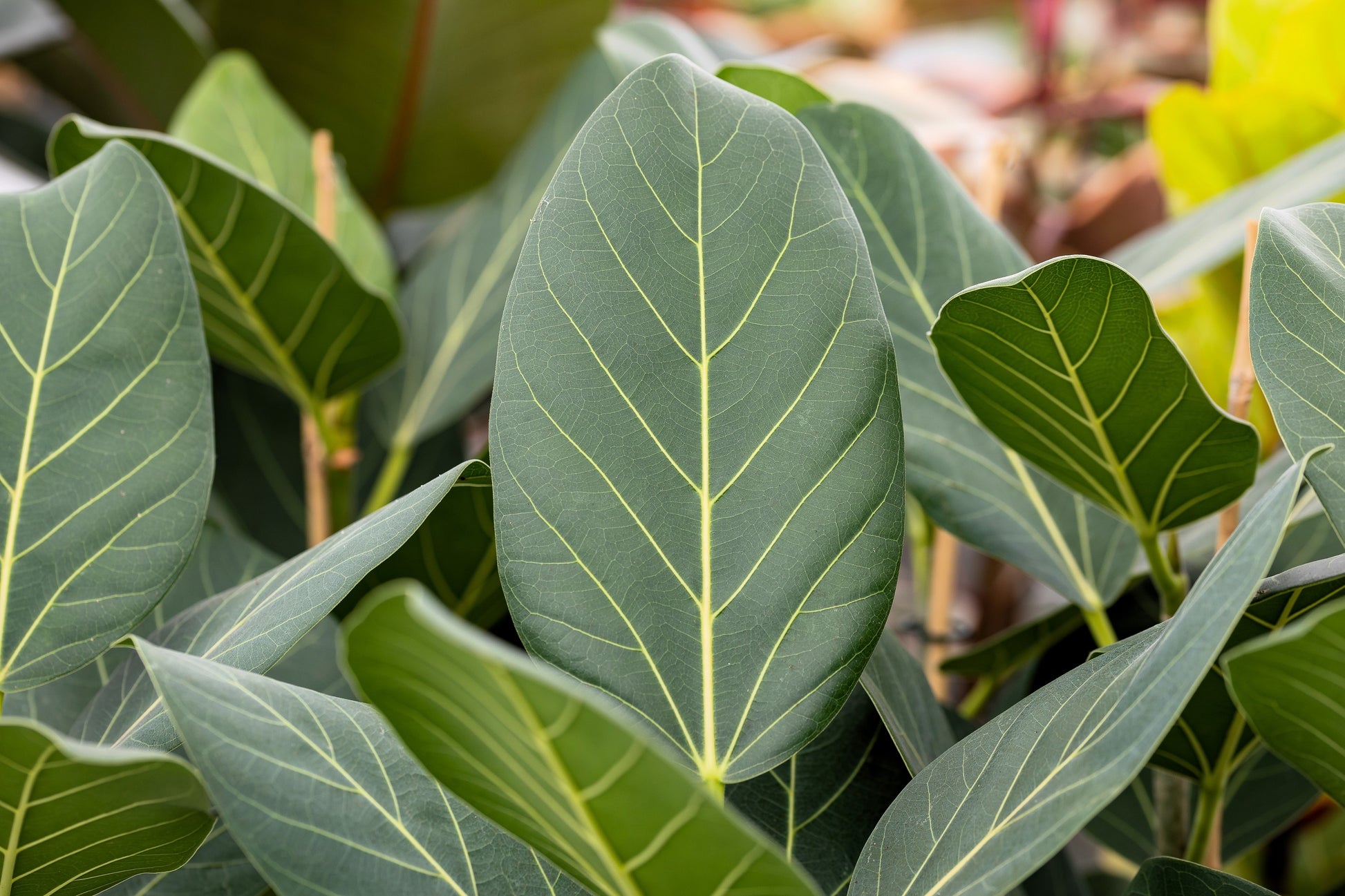 indian banyan indoor plant 50 BANYAN / BANYAN FIG TREE East Indian Ficus Benghalensis Aerial Root – Seedville USA