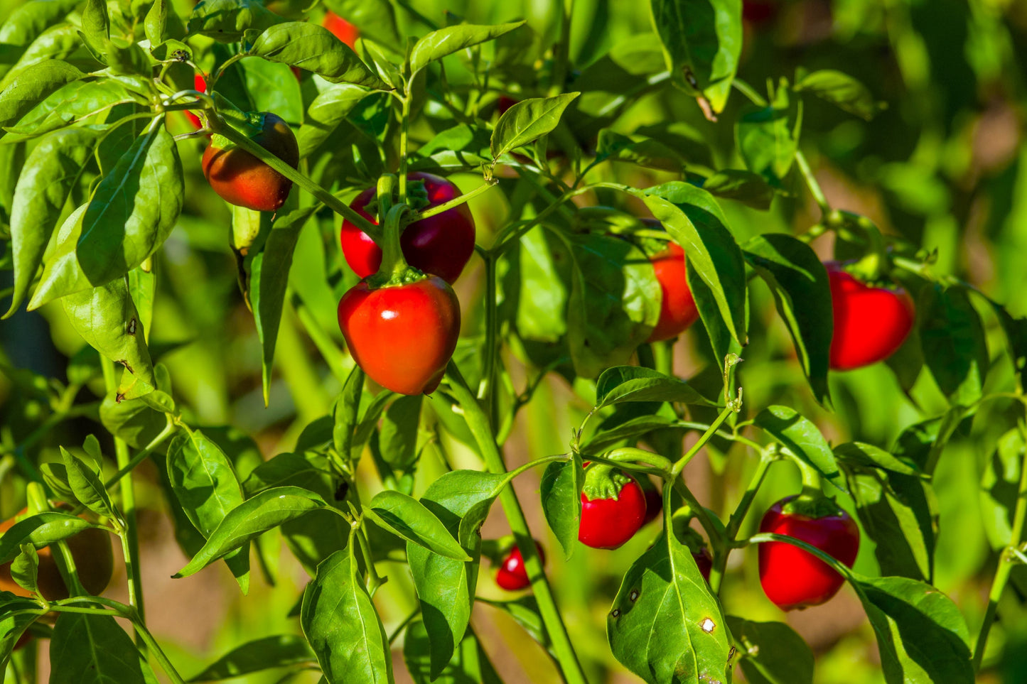 100 SWEET CHERRY PEPPER Red Chili Capsicum Annuum Vegetable Seeds