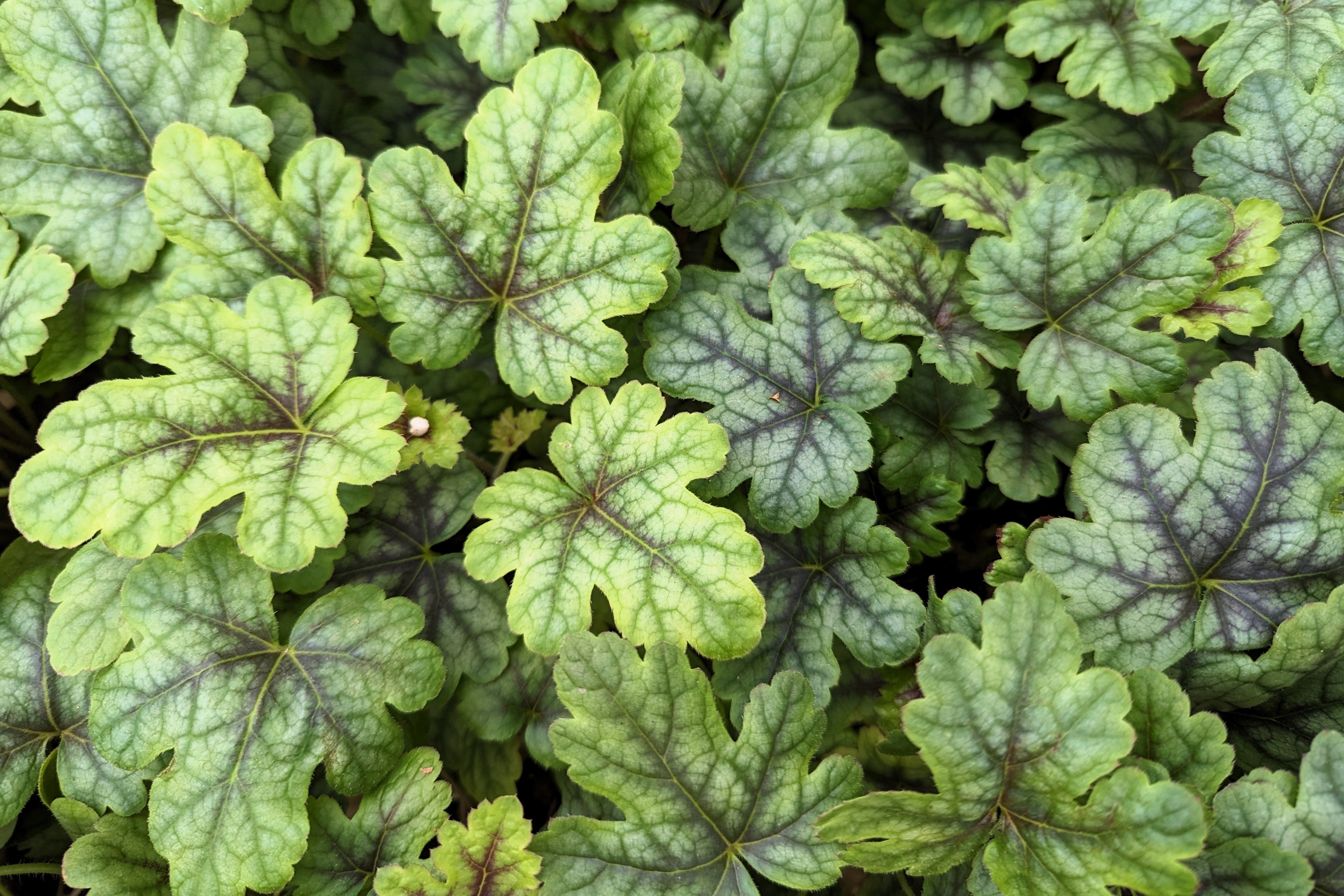 Seedville Heuchera Americana Coral Bells